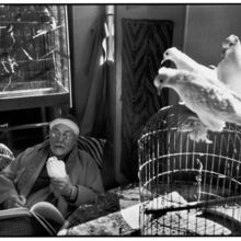 Fotografie von Henri Matisse zu Hause. Er sitzt auf einem Stuhl, vor ihm ein Skizzenbuch, in seiner Hand eine weiße Taube. Um ihn herum stehen drei Vogelkäfige, auf einem sitzen weitere Tauben.