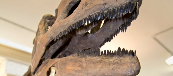 Skelett eines Dinosauriers. Im Fokus ist der Schädel, der länglich ist und ein geöffnetes Maul mit vielen kleinen Reißzähnen präsentiert.