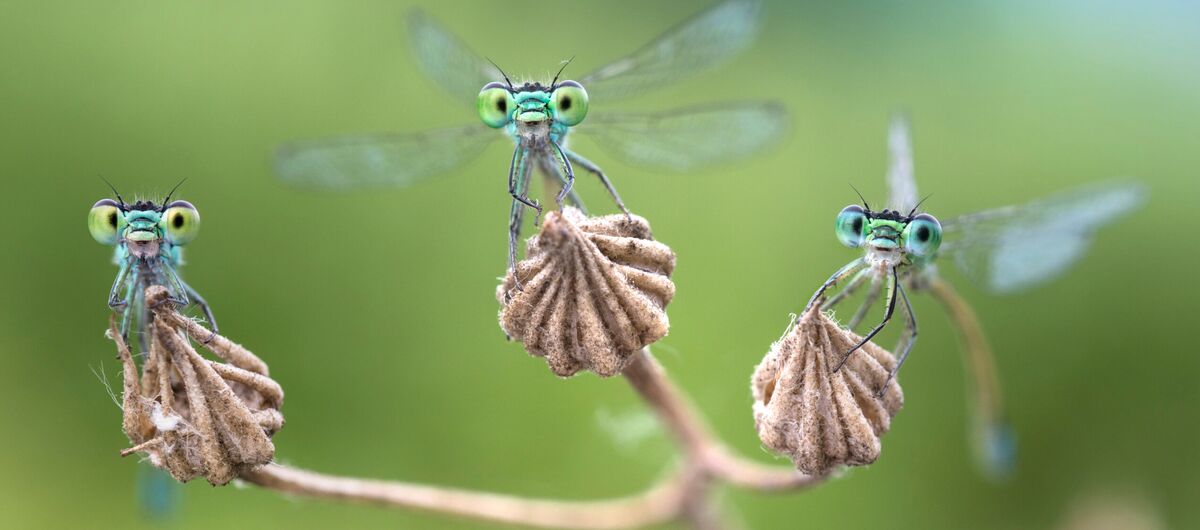 Foto von drei Libellen, die jeweils auf einer verwelkten Blüte sitzen. Sie haben einen grün-blau Stich. Alle drei scheinen direkt in die Kamera zu schauen und die betrachtende Person anzusehen.