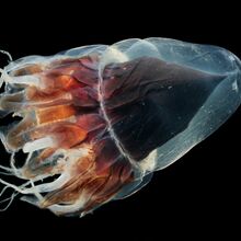 Foto einer Qualle. Der obere Bereich des Tieres wird durch eine braun-schwarze zirkuszeltartige Form, die durch eine dicke durchsichtige Hülle umgeben ist, gebildet. Der untere Bereich wird durch durchsichtige und braune Tentakeln und Mundarme gebildet.