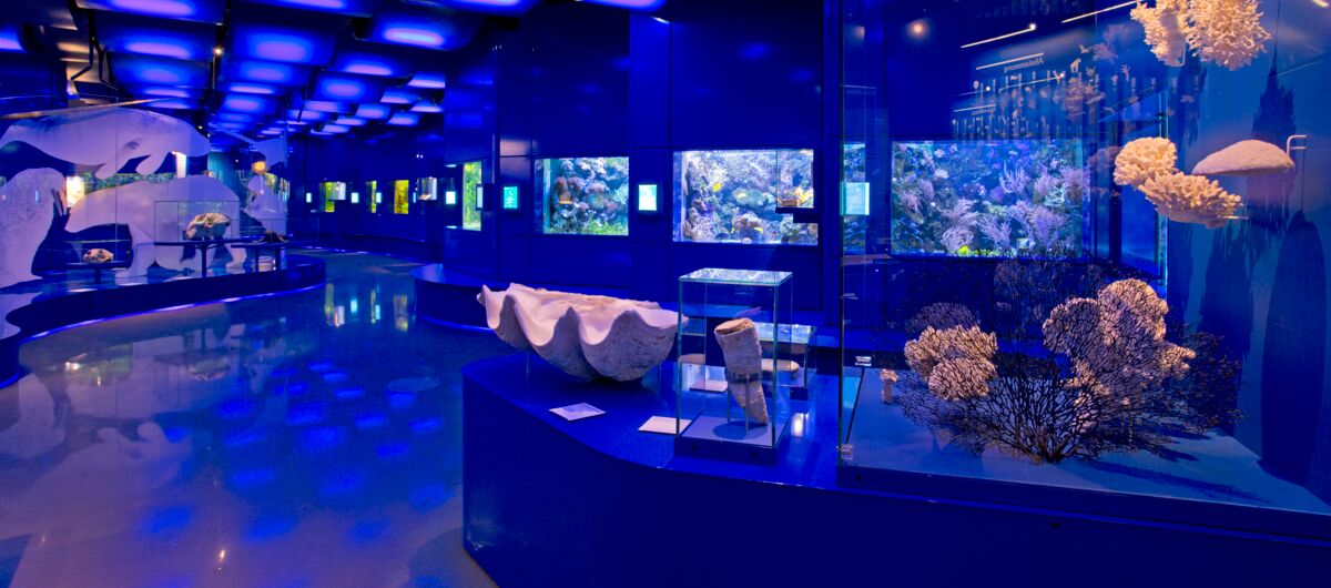 Blau ausgeleuchteter Raum mit Installationen verschiedener Korallen, riesigen Muscheln und Aquarien.